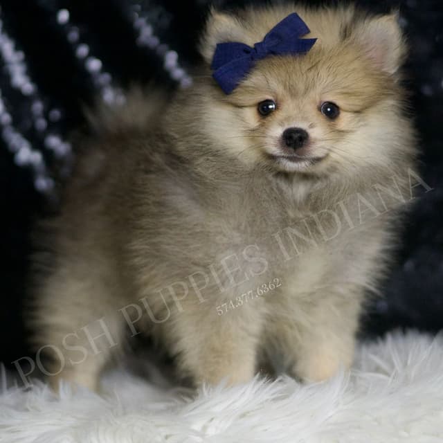 Beautiful AKC Pomeranian Puppies media 10