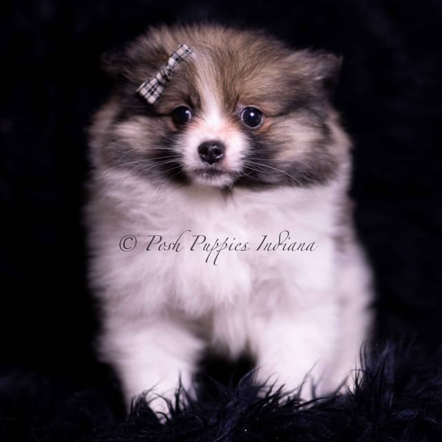 Beautiful AKC Pomeranian Puppies media 11
