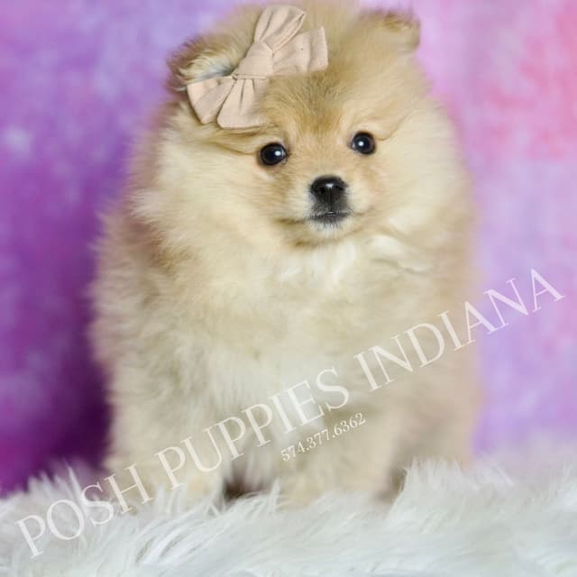 Beautiful AKC Pomeranian Puppies media 12