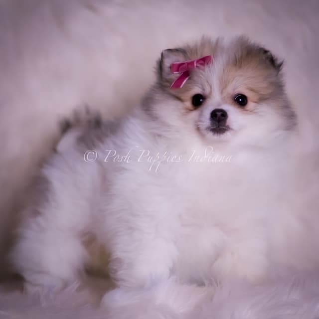 Beautiful AKC Pomeranian Puppies media 13
