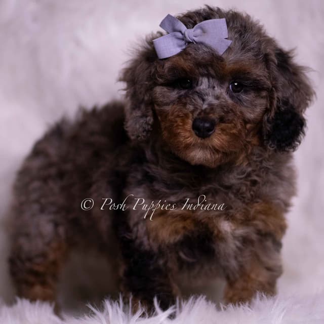 Adorable AKC Poodle Puppies media 2