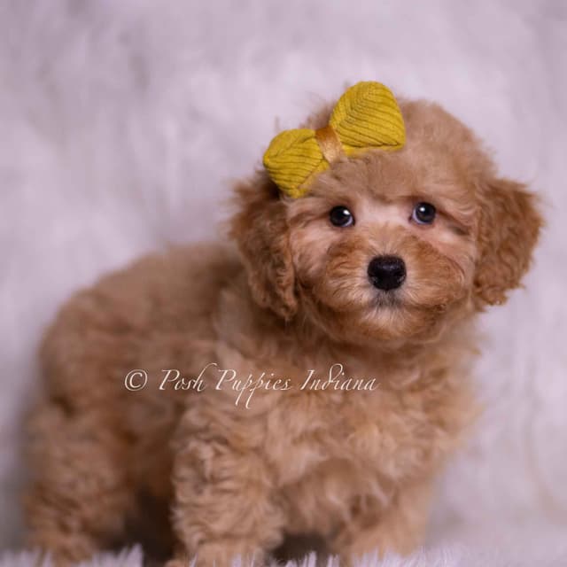 Adorable AKC Poodle Puppies media 3