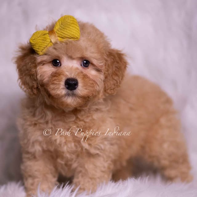 Adorable AKC Poodle Puppies media 4