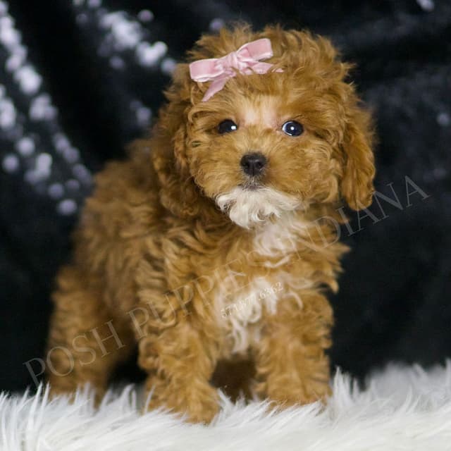 Adorable AKC Poodle Puppies media 6