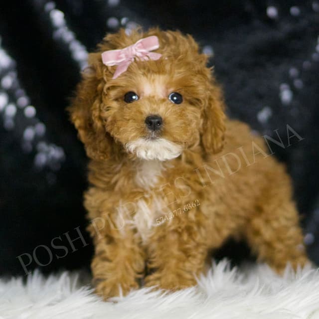 Adorable AKC Poodle Puppies media 5