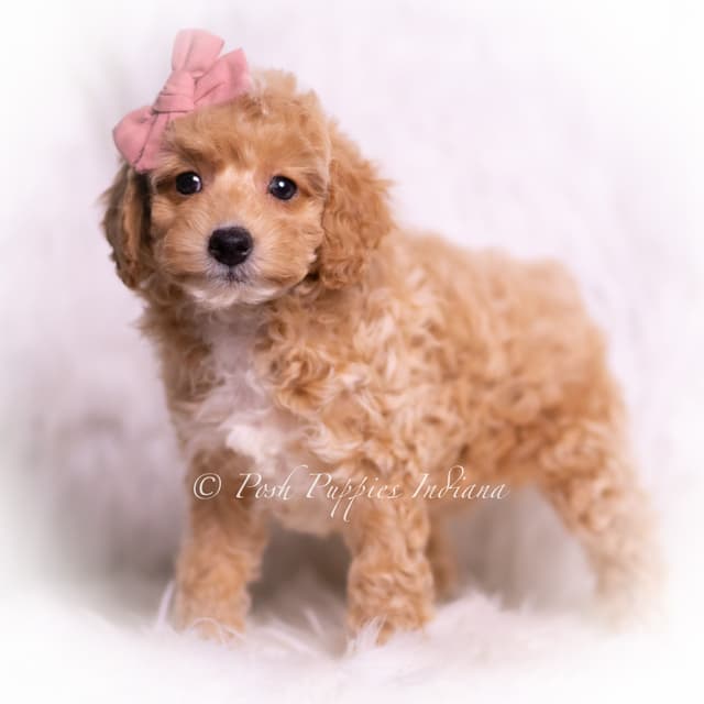 Adorable AKC Poodle Puppies media 8