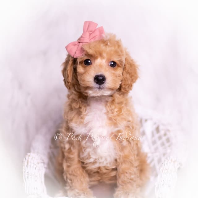 Adorable AKC Poodle Puppies media 7