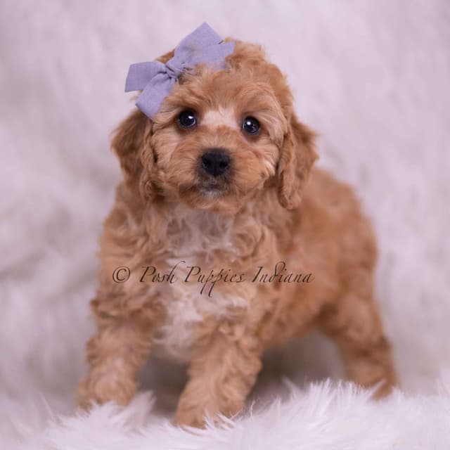 Adorable AKC Poodle Puppies media 10