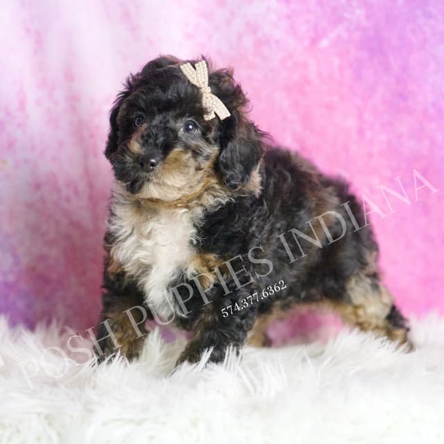 Adorable AKC Poodle Puppies media 11