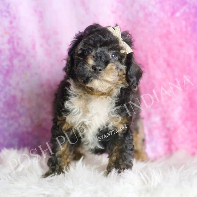 Adorable AKC Poodle Puppies media 12
