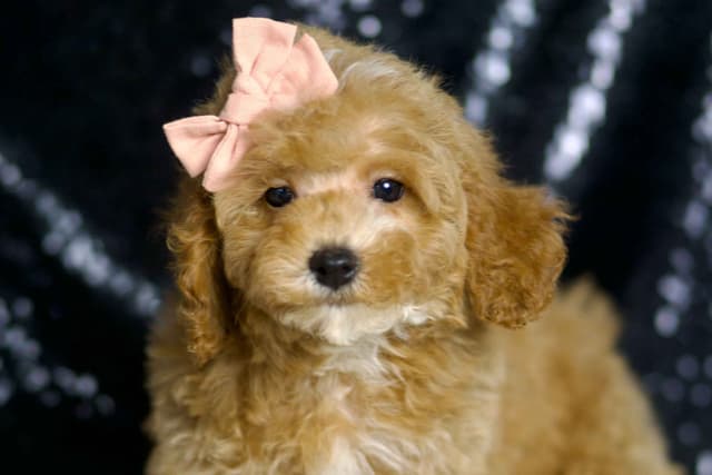 Adorable AKC Poodle Puppies media 14