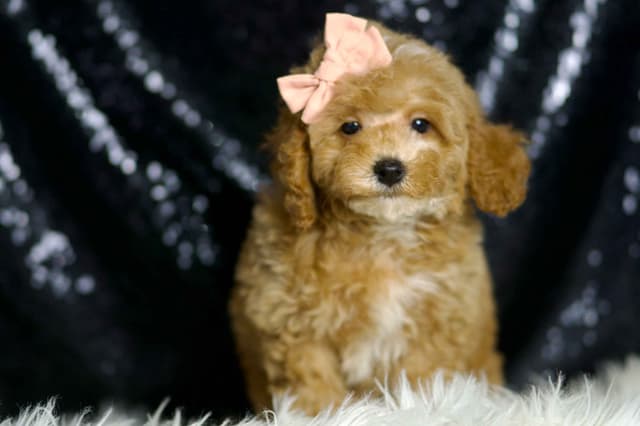 Adorable AKC Poodle Puppies media 13
