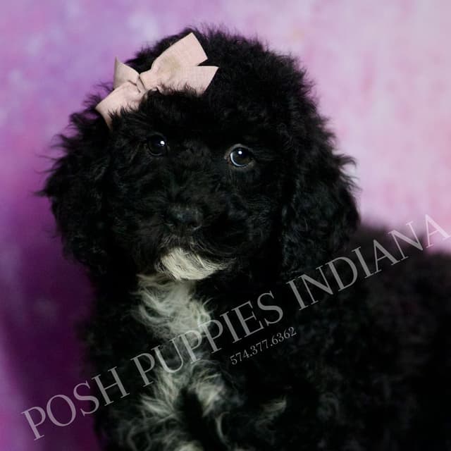 Adorable AKC Poodle Puppies media 15