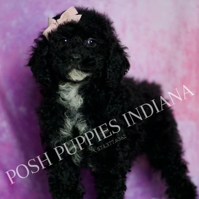 Adorable AKC Poodle Puppies media 16