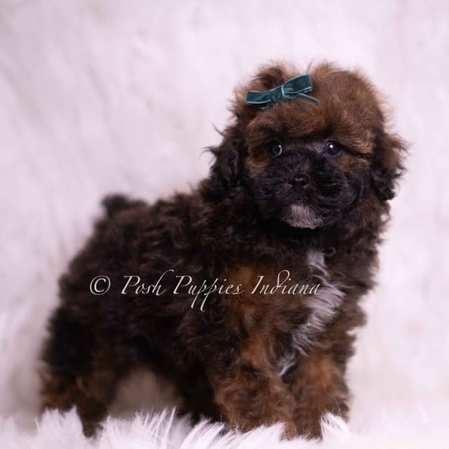 Adorable AKC Poodle Puppies media 17