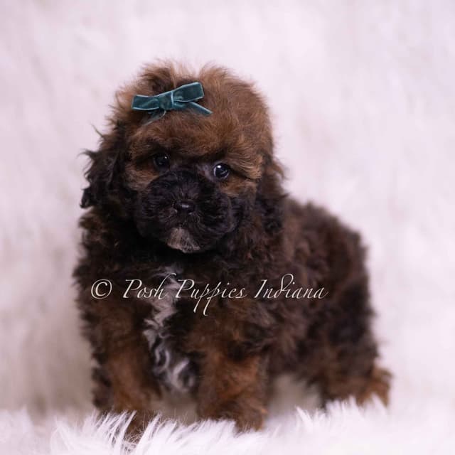 Adorable AKC Poodle Puppies media 18