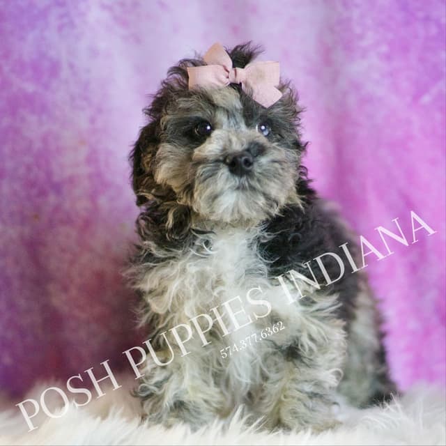 Adorable AKC Poodle Puppies media 19