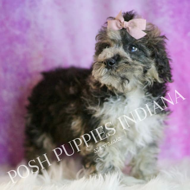 Adorable AKC Poodle Puppies media 20
