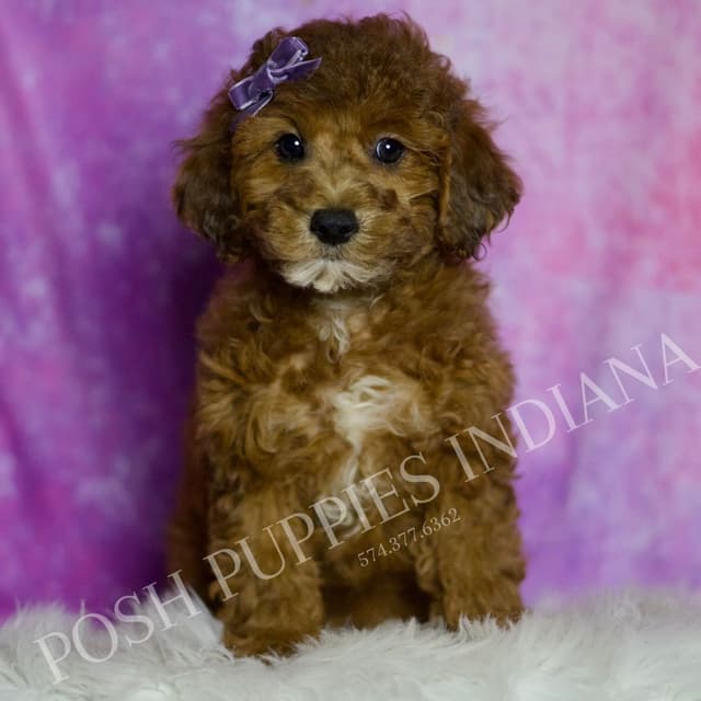 Adorable AKC Poodle Puppies media 21