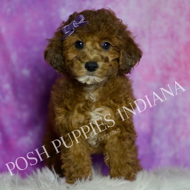 Adorable AKC Poodle Puppies media 22