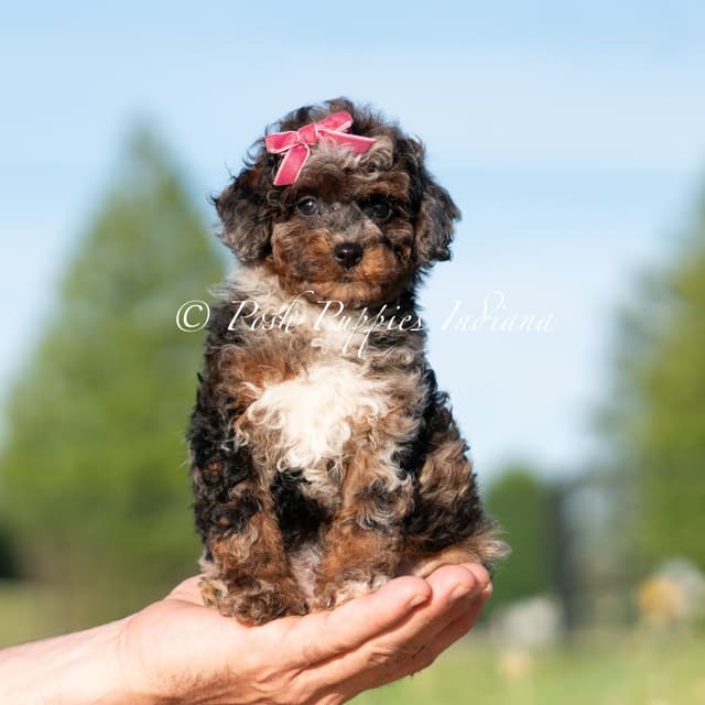 Poodle Puppies media 2