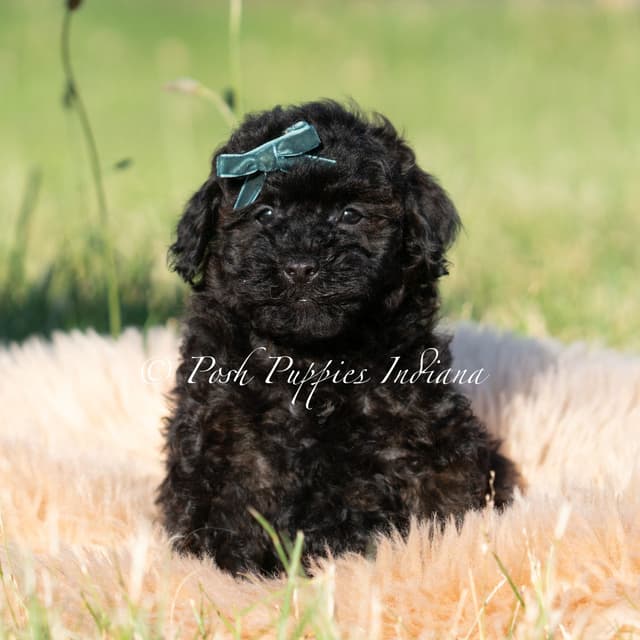 Poodle Puppies media 3