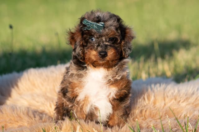 Poodle Puppies media 2