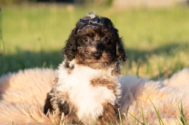 Poodle Puppies media 3