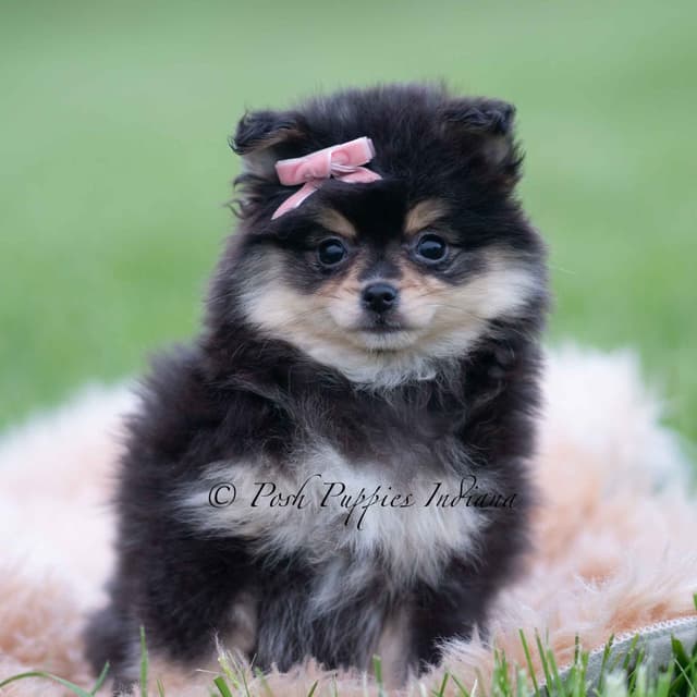 Adorable Pomeranian Puppies Ready To Go media 3