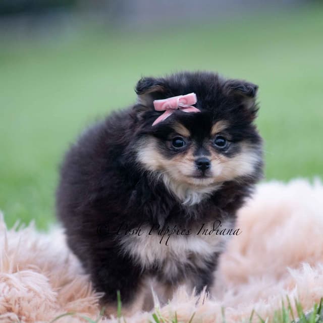 Adorable Pomeranian Puppies Ready To Go media 2