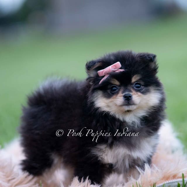 Adorable Pomeranian Puppies Ready To Go media 4