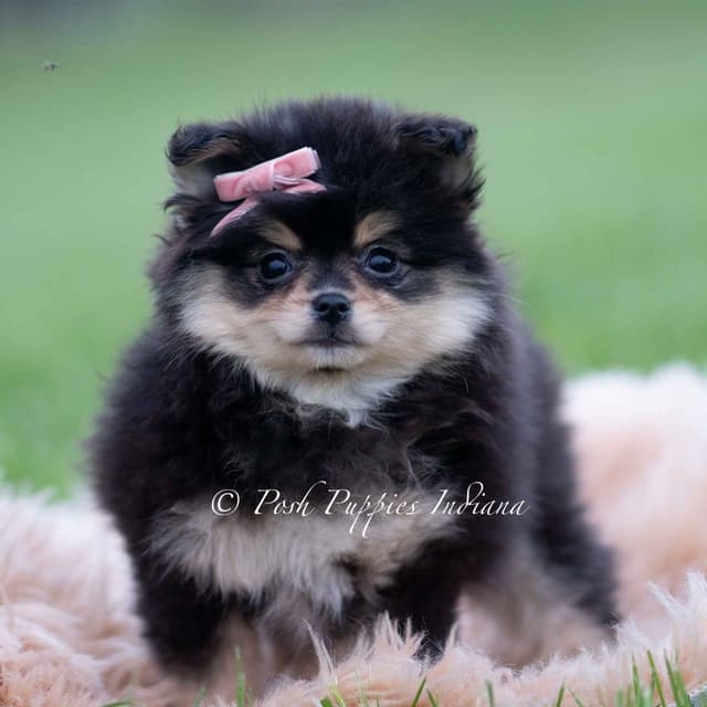 Adorable Pomeranian Puppies Ready To Go media 5
