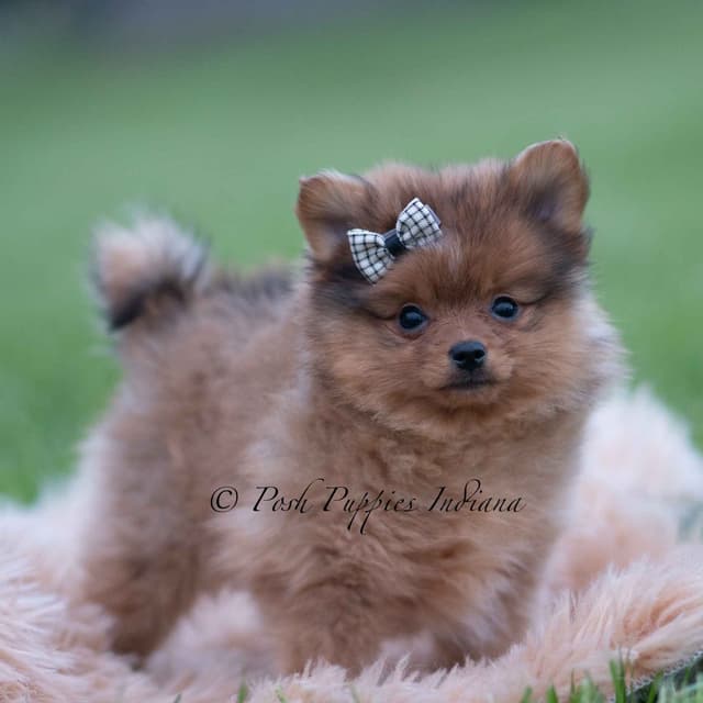 Adorable Pomeranian Puppies Ready To Go media 10