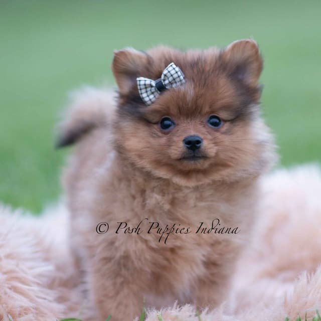 Adorable Pomeranian Puppies Ready To Go media 8