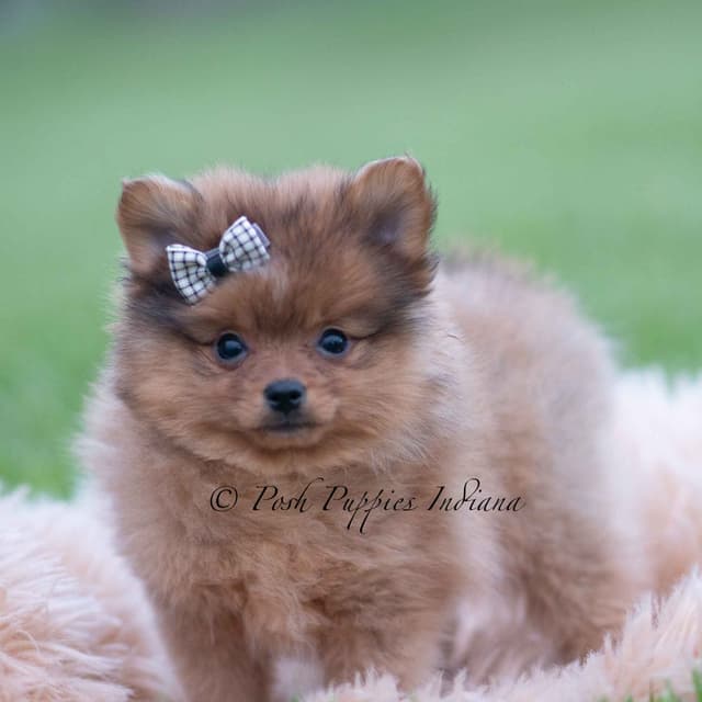 Adorable Pomeranian Puppies Ready To Go media 9