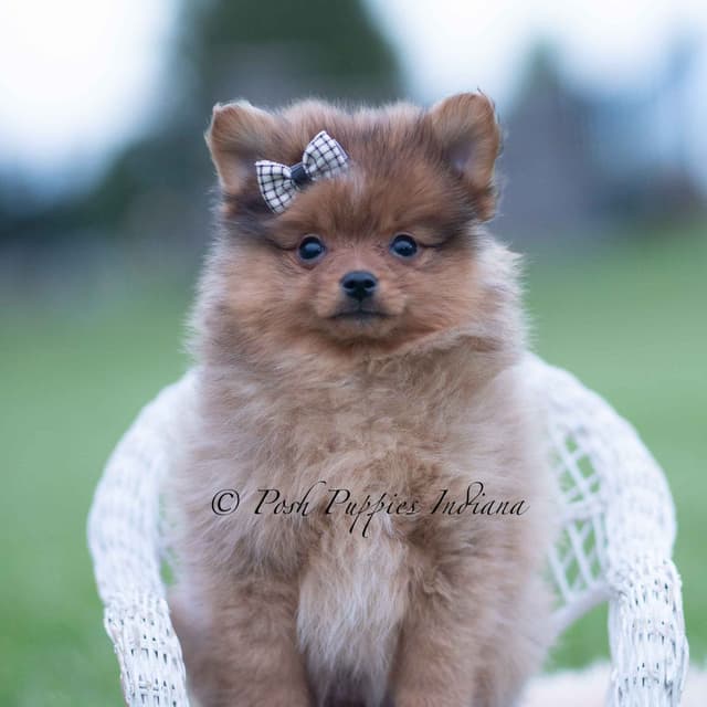 Adorable Pomeranian Puppies Ready To Go media 11