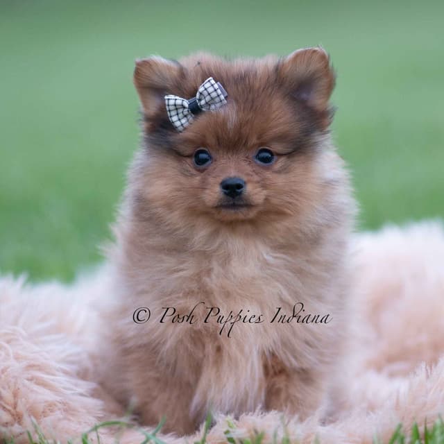 Adorable Pomeranian Puppies Ready To Go media 7