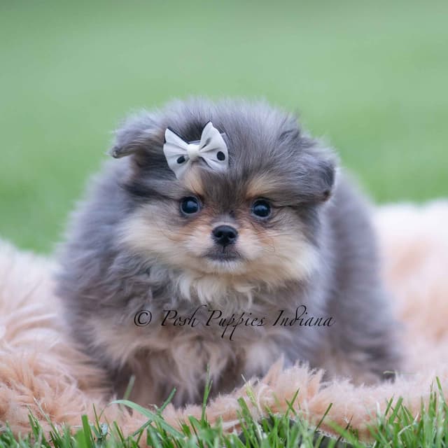 Adorable Pomeranian Puppies Ready To Go media 15