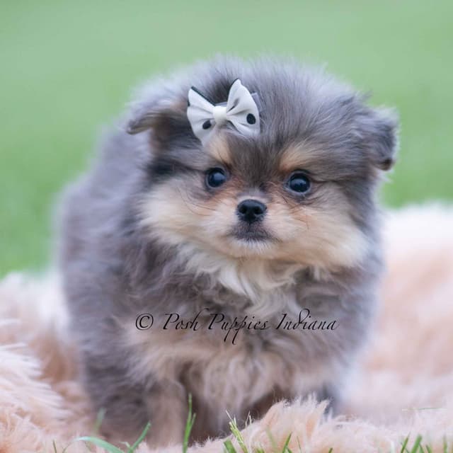 Adorable Pomeranian Puppies Ready To Go media 13