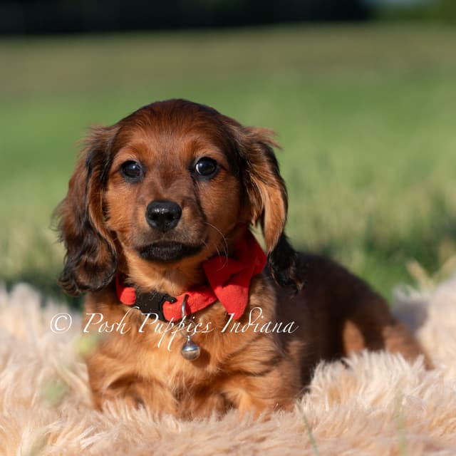 Dachshund Puppies media 2