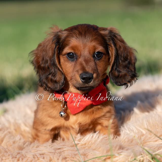 Dachshund Puppies media 4
