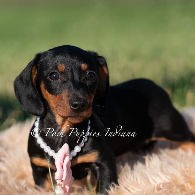 Dachshund Puppies media 5