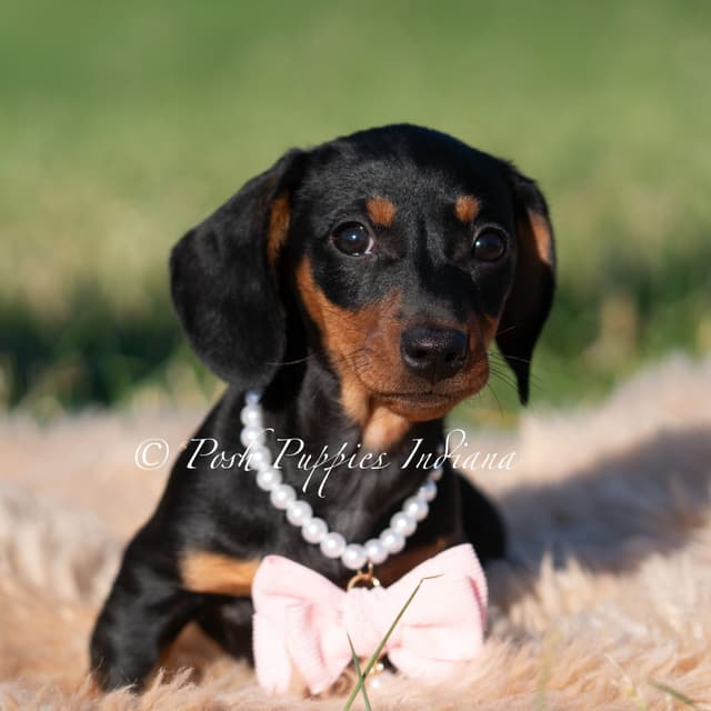 Dachshund Puppies media 6
