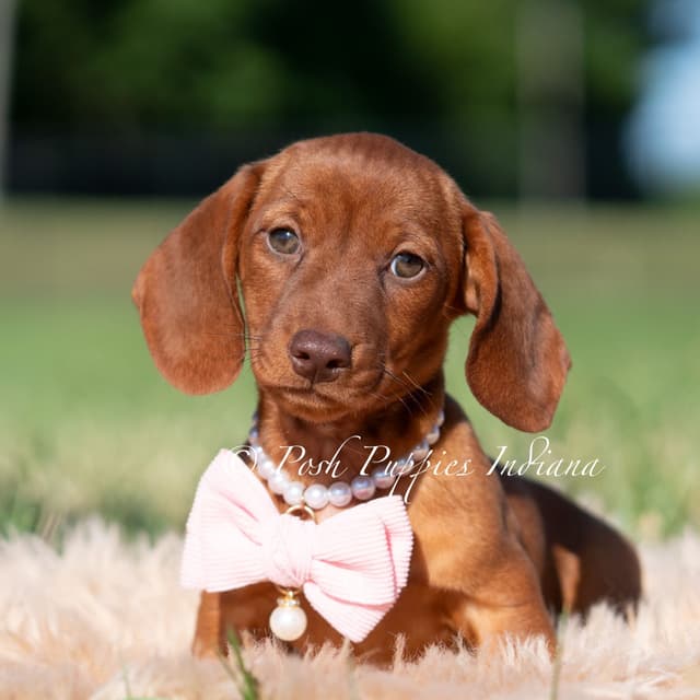 Dachshund Puppies media 2