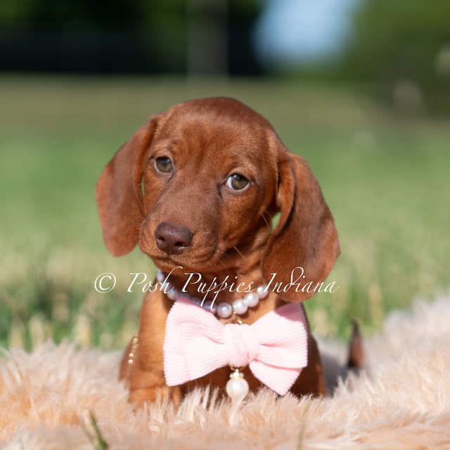 Dachshund Puppies media 4