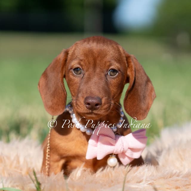 Dachshund Puppies media 3