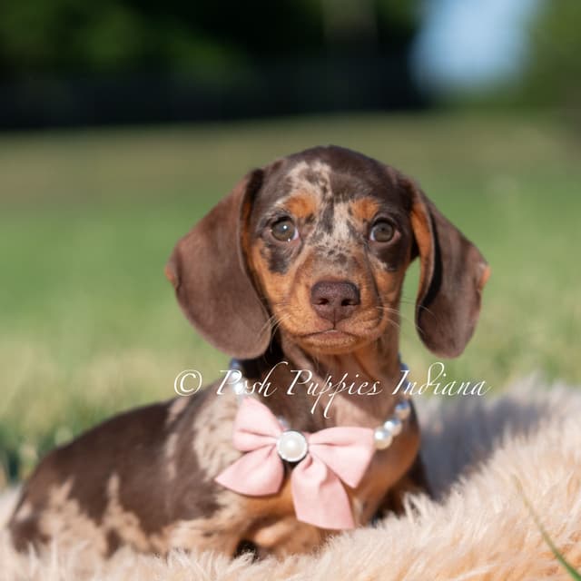 Dachshund Puppies media 6