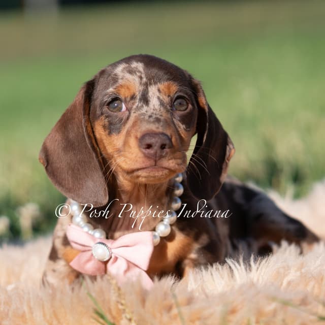 Dachshund Puppies media 7