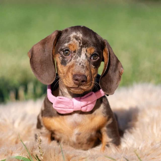 Dachshund Puppies media 8