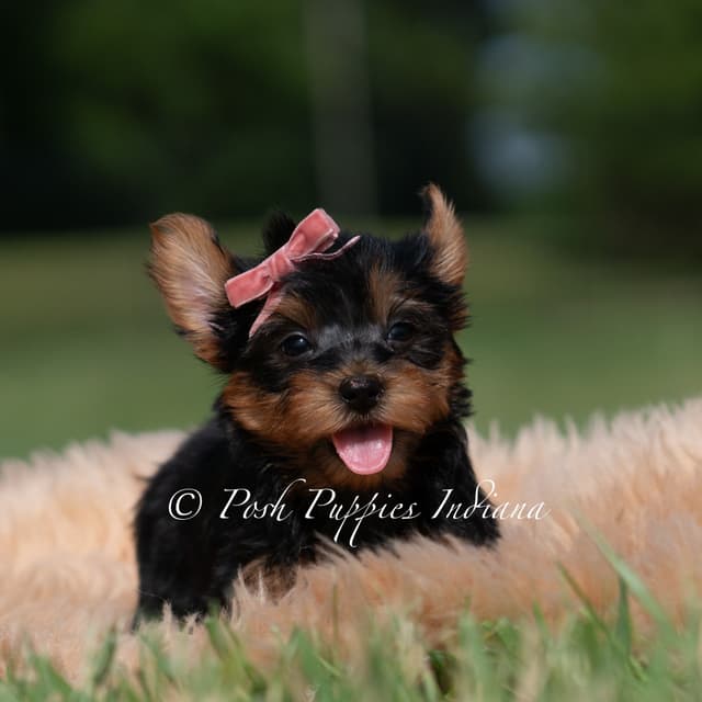 Yorkshire Terrier Puppies media 4